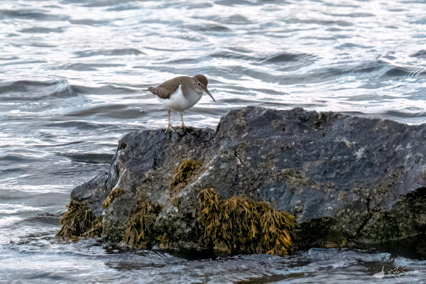 Common sandpiper