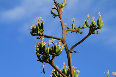 Agave parryi – Parry’s Agave or Century Plant Spike 