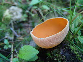 Dzieżka pomarańczowa Aleuria aurantia