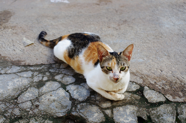 Kelebihan Kucing  Kampung  yang Biasanya Hidup di Desa 