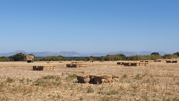 fields full of freshly made bales of hay