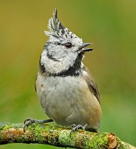 Suara burung Crested tit untuk masteran gelatik batu