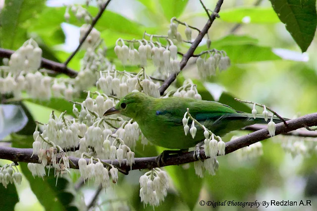 Leaf Bird