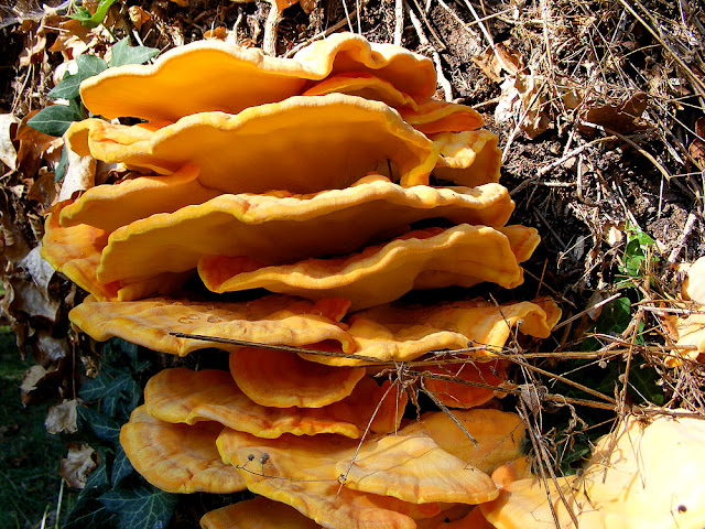 Chicken of the Woods Laetiporus sulfureus. Indre et Loire. France. Photo by Loire Valley Time Travel.