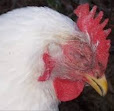 jenis penyakit ayam yang sangat mematikan dan berbahaya