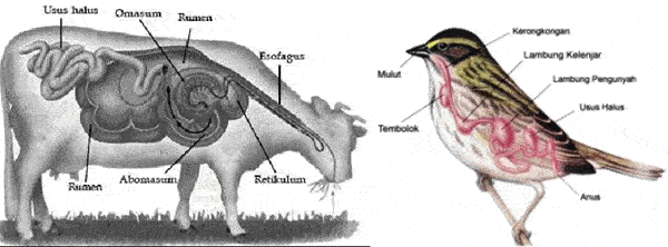 Sapi dan Burung