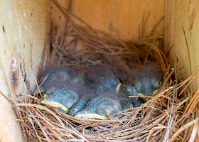eastern bluebird nestlings