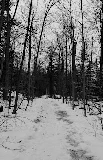 Winter on the Bruce Trail in Ontario Canada.