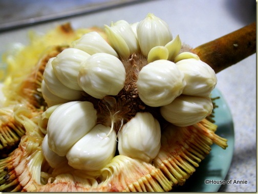 buah tarap fruit