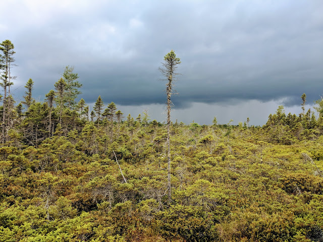 Торф'яник Ороно. Штат Мен. (Orono Bog Walk, ME)