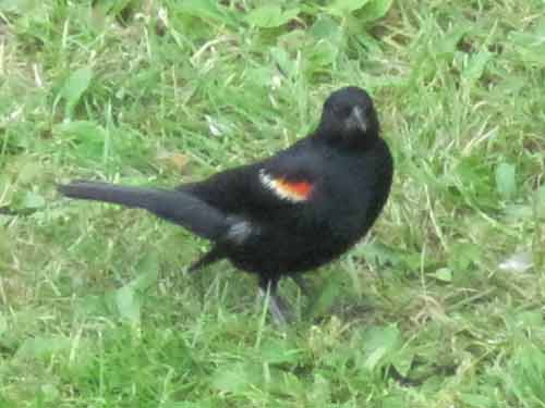 Red-Winged Blackbird