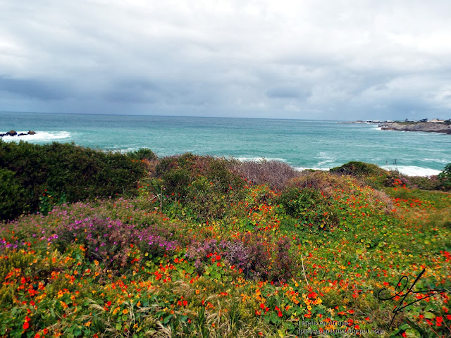 Les fleurs à Hermanus