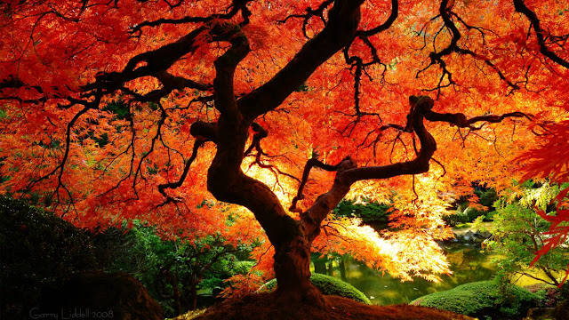 stock photo japanese maple tree