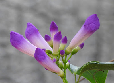 蒜香藤的花序