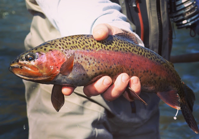 Deschutes River Trout 