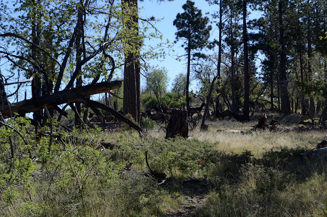 lots of elk getting up