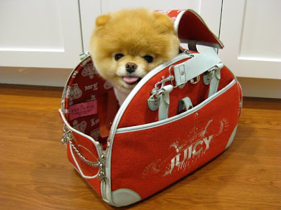 Meet Boo the Cutest Pomeranian Dog Seen On  www.coolpicturegallery.us