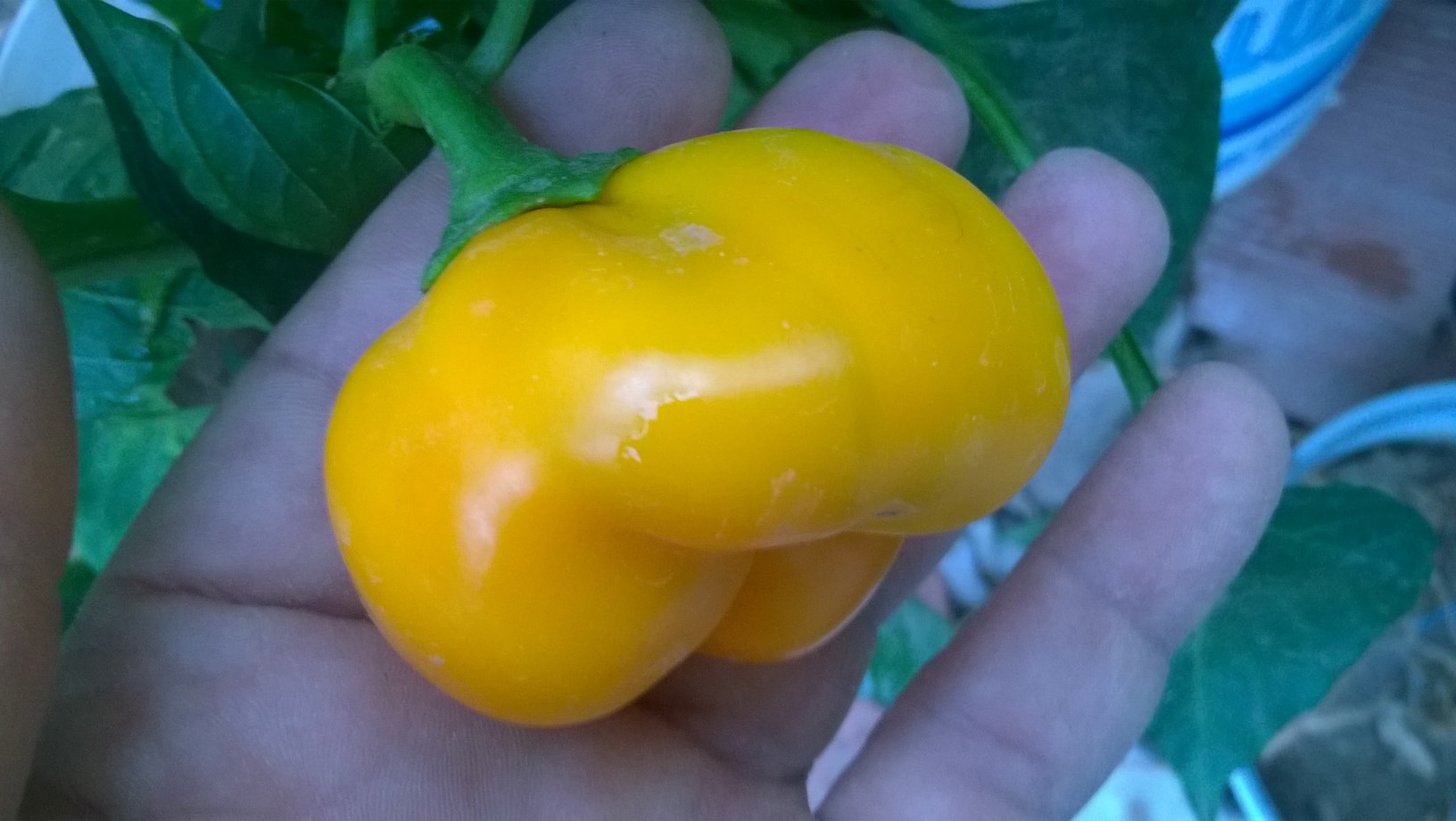 There's all so "mini bell peppers." Like their name suggests, these bell peppers are only about 1/3rd the size of a typical bell pepper. Mini bell peppers are not simply "small" bell peppers but unique varieties that can be challenging to grow at present due to their lesser disease resistance.