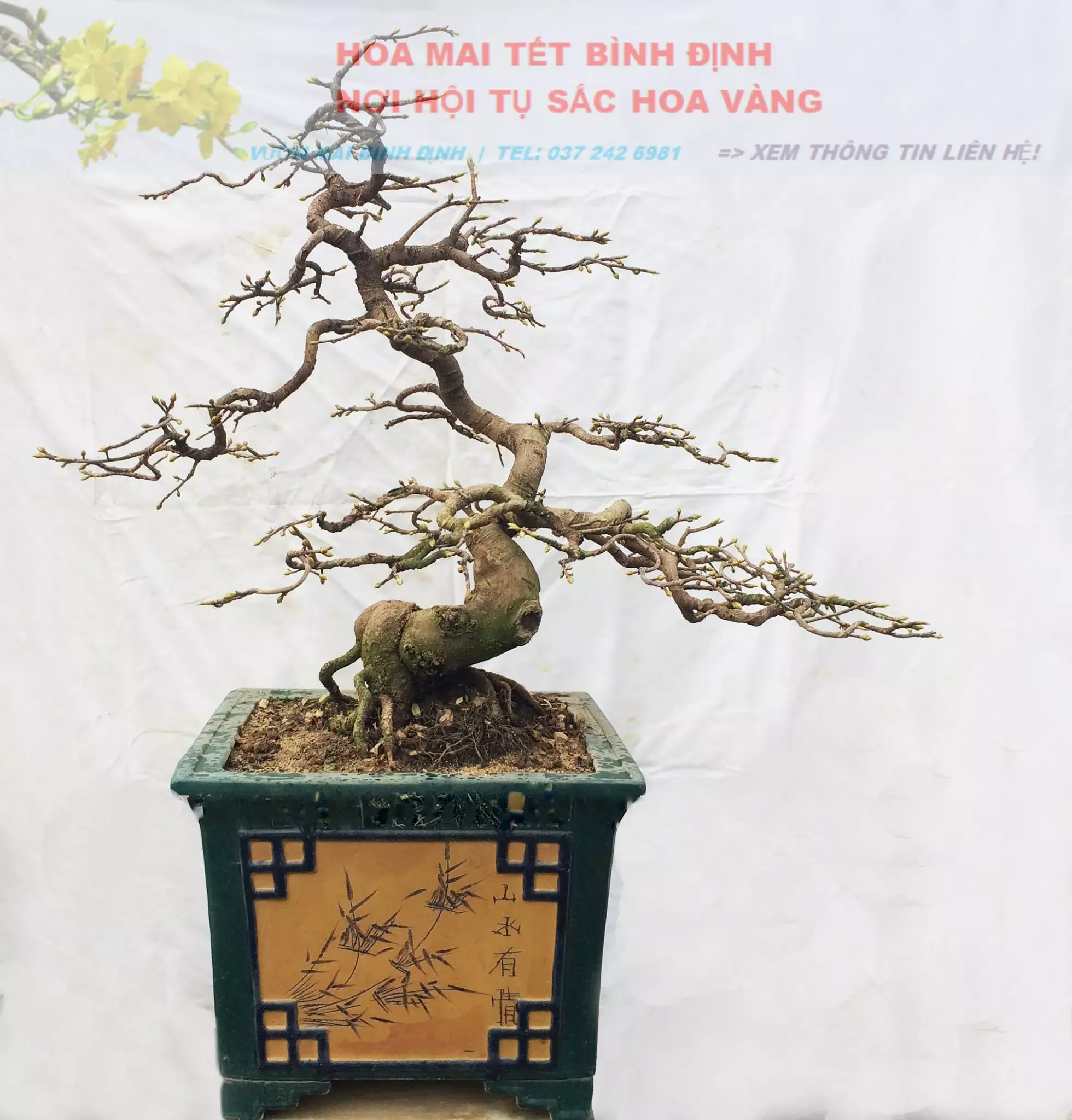 Nghệ thuật tạo dáng mai vàng bonsai Bình Định