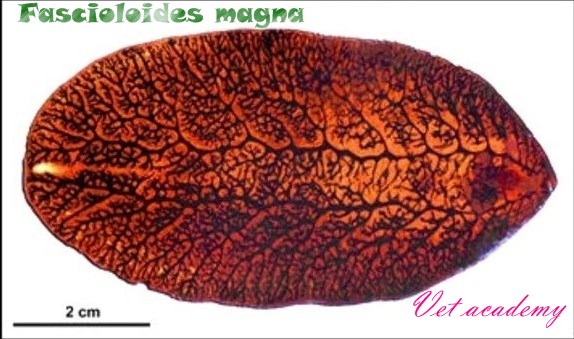 Fascioloides magna - The giant liver fluke