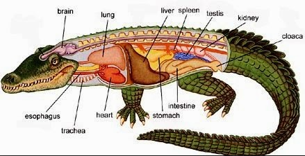 Ringkasan Sistem Ekskresi pada Hewan  Vertebrata  Trend Ilmu