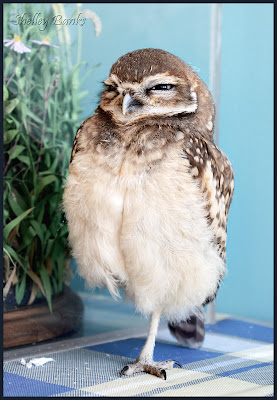 Potter, Burrowing Owl - photo by Shelley Banks