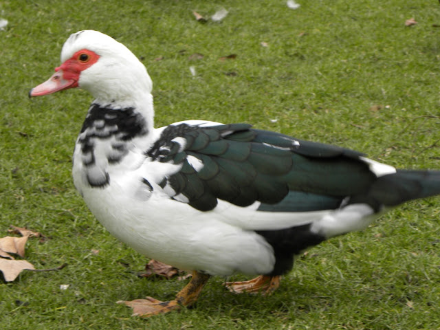 Kruidtuin Mechelen