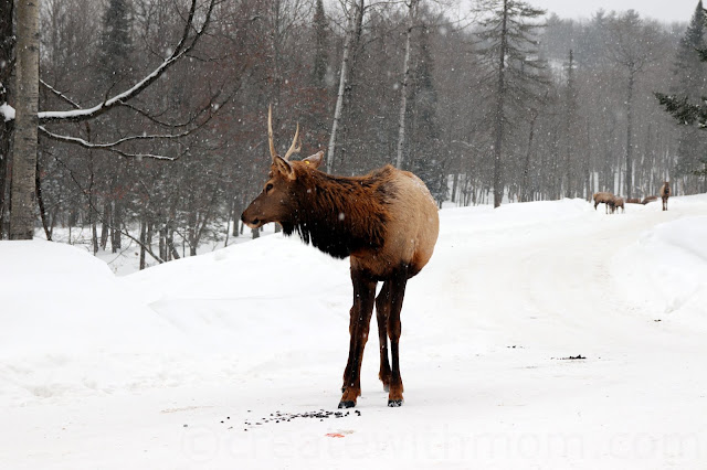 parc omega in winter