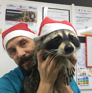 Un mapache se convirtió en el asistente oficial de un veterinario en Rusia