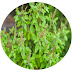 Some Medicinal Plants In Nepal