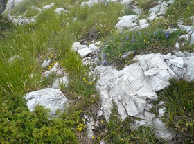 Fiorellini sul Pizzo d'Uccello