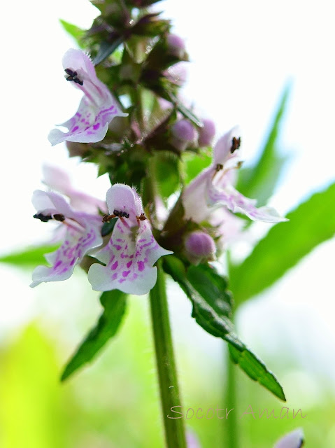 Stachys aspera