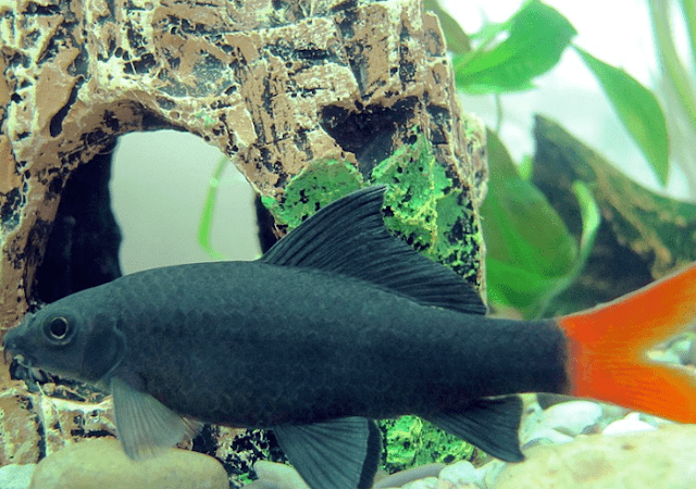 ikan redfin red tailed black