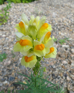 Linaire vulgaire - Linaria vulgaris - Linaire commune