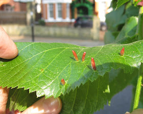 Lime nail galls, caused by a mite, Eriophyes tiliae, on the leaves of the lime or linden tree. Ealing, Easter Sunday, 24 April 2011.