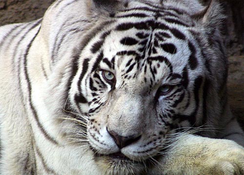 White Tiger