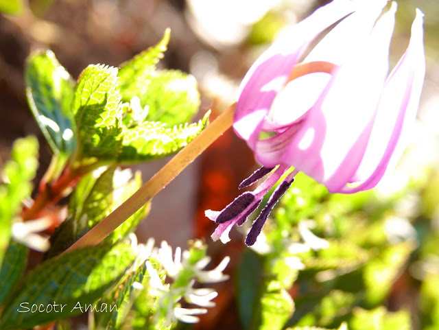 Erythronium japonicum