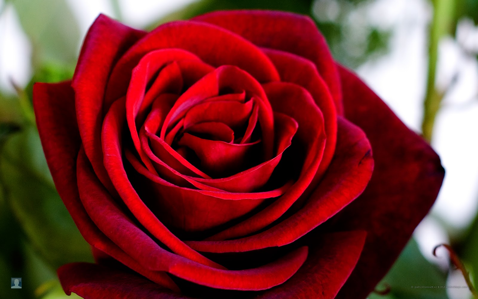 Wallpaper Gallery: Rose Flower Wallpaper -1