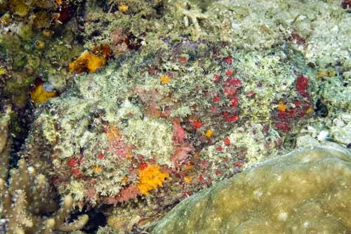 Kamuflase Reef Stonefish