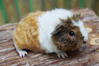 Świnka morska rasy rex w umaszczeniu buff agouti-buff-white