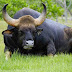 The gaur