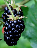 blackberries