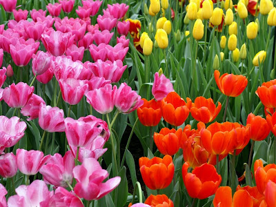 HD Flowers Widescreen Wallpapers