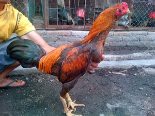 Ayam Birma dari Peternakan Saparifarm