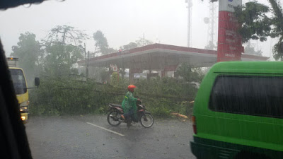 Pohon Yang Roboh dan Menimpa Kendaraan