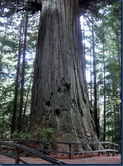 Trees of Mystery (27)