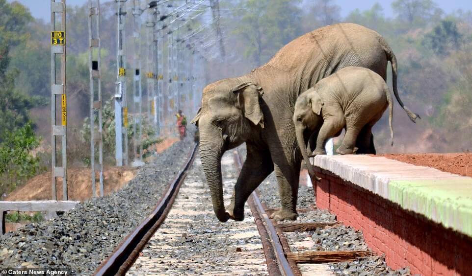 Indian Villagers Went To Extreme Lengths Attacking Mother Elephant And Her Calf With Firebombs