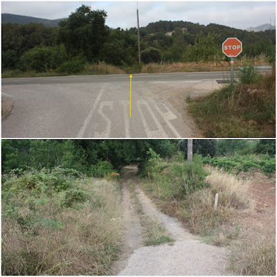 ARBRES SINGULARS, ARBRES REMARCABLES DEL PLA DE MANLLEU (ALT CAMP) I AIGUAVIVA (BAIX PENEDÈS), pas per la carretera T-244 al Pla de Manlleu en direcció al Roure de la Palanca i la Riera de Marmellar