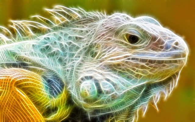 12347-Iguana Light Animal HD Wallpaperz