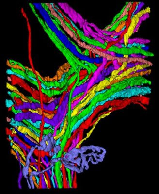 Detail of complete wiring diagram In order to understand how each nerve 